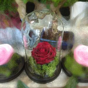 Forever Rose | Τριαντάφυλλο κόκκινο σε γυάλα που κρατάνε 4 χρόνια χωρίς περιποίηση