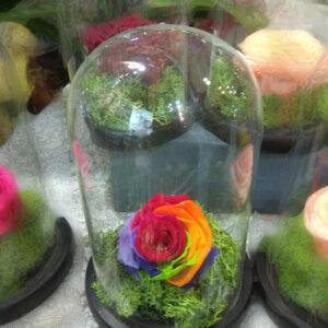 Forever Rose | Τριαντάφυλλο τρικολόρε  σε γυάλα που κρατάνε 4 χρόνια χωρίς περιποίηση