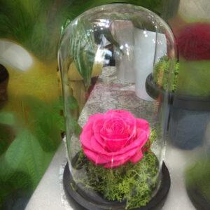 Forever Rose | Τριαντάφυλλο φούξια σε γυάλα που κρατάνε 4 χρόνια χωρίς περιποίηση